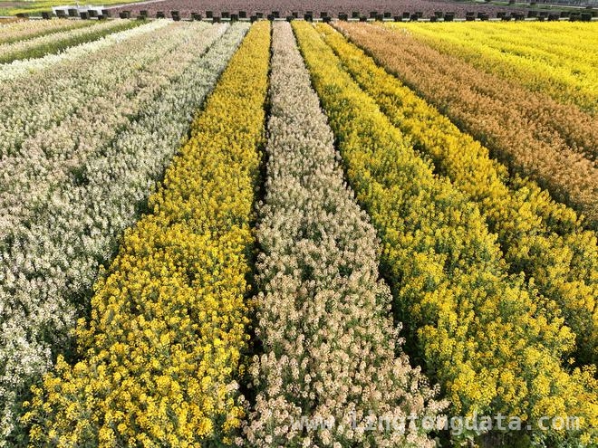 油菜花：从田园美景到经济瑰宝的华丽转身，油菜花：产油、食用、增收，一个都不能少