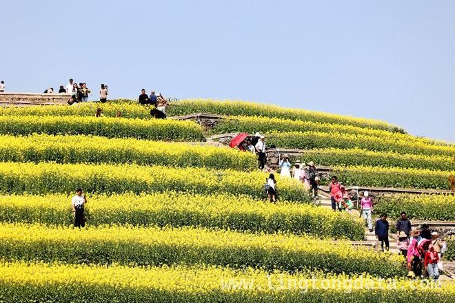 油菜花：从田园美景到经济瑰宝的华丽转身，油菜花：产油、食用、增收，一个都不能少