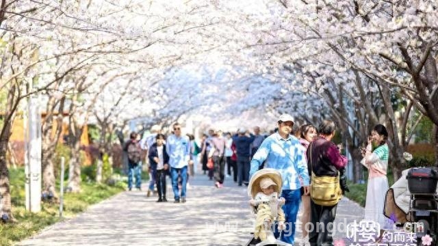 高东樱花季：一场融合运动与美食的花之盛宴