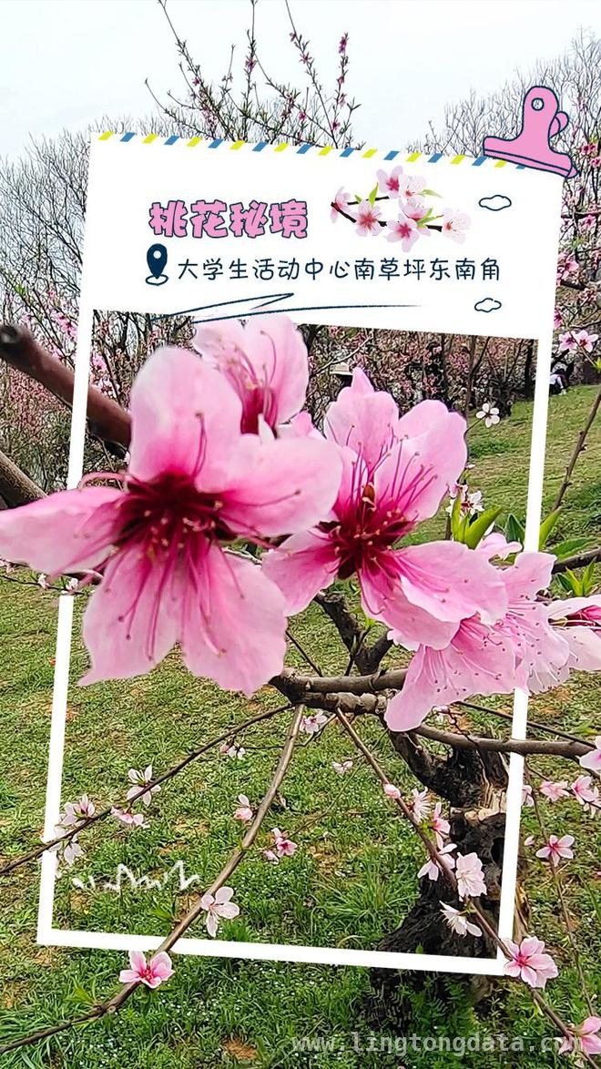 走进华中农业大学，邂逅春日繁花盛景，华中农大春日之约：繁花与学术的绚丽邂逅