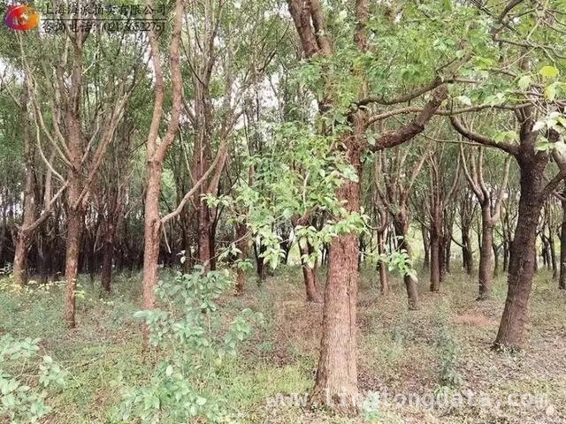 不容错过的4月竞拍：从杜康酒到千平土地树木！，本月竞拍盛宴：杜康酒、汽车、房产等新标登场！