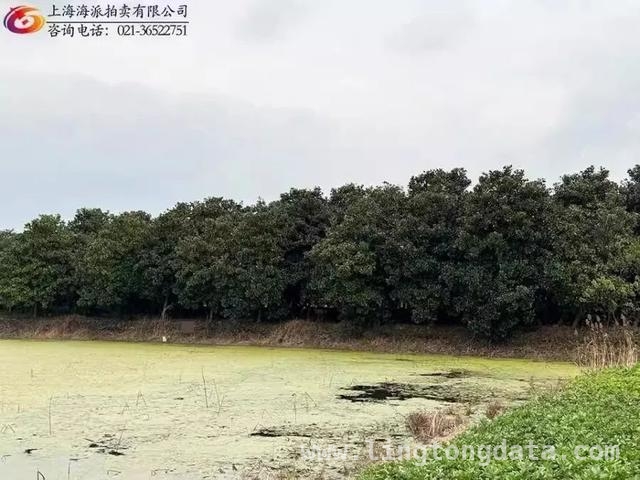 不容错过的4月竞拍：从杜康酒到千平土地树木！，本月竞拍盛宴：杜康酒、汽车、房产等新标登场！