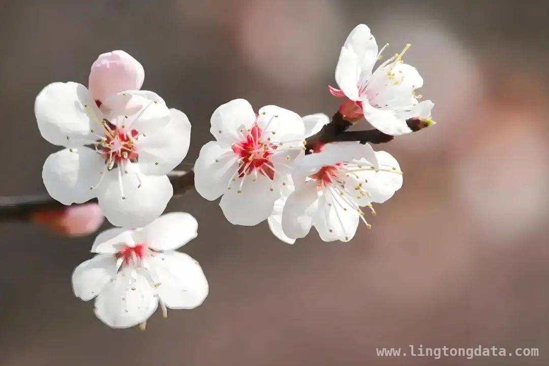 托克逊杏花季：体彩让公益在春天里“活”起来，体彩邂逅杏花节，开启赏花购彩公益新体验