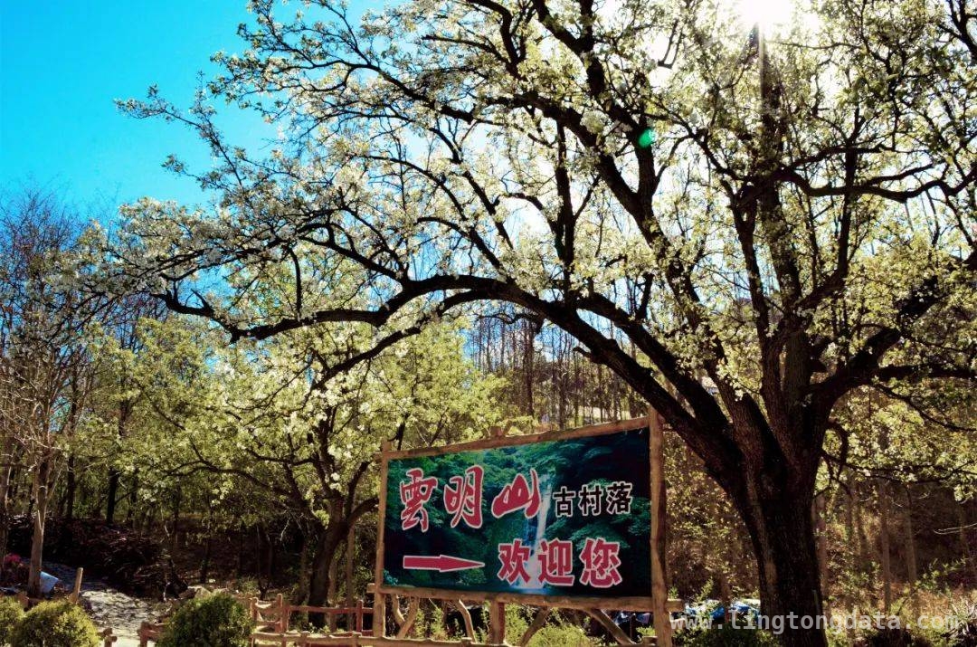 齐山樱花节开幕，邂逅淄川春天的诗意 齐山第十三届樱花节盛启，淄川繁花邀您共赏