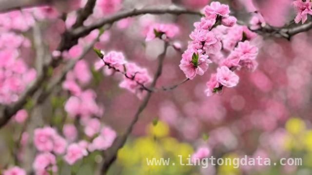 2025上海桃花节：文旅融合，开启春日消费盛宴