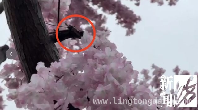 滴水湖“假樱花”引争议，美化环境还是欺骗游客？，春日上海滴水湖惊现“假樱花”，背后原因几何？