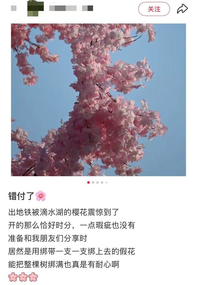 滴水湖“假樱花”引争议，美化环境还是欺骗游客？，春日上海滴水湖惊现“假樱花”，背后原因几何？