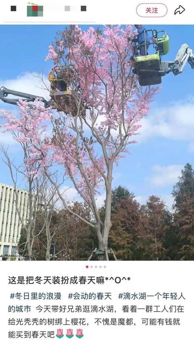 滴水湖“假樱花”引争议，美化环境还是欺骗游客？，春日上海滴水湖惊现“假樱花”，背后原因几何？