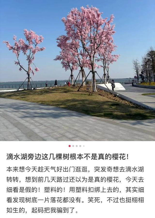滴水湖“假樱花”引争议，美化环境还是欺骗游客？，春日上海滴水湖惊现“假樱花”，背后原因几何？