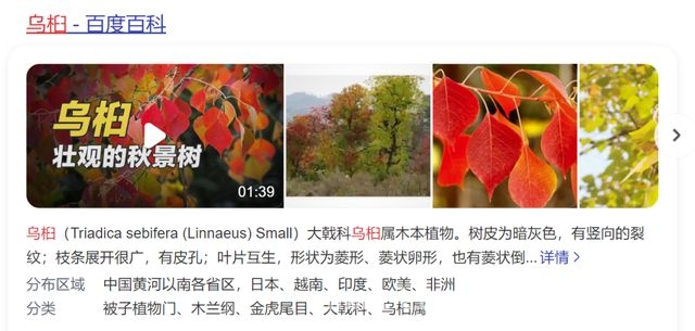 滴水湖“假樱花”引争议，美化环境还是欺骗游客？，春日上海滴水湖惊现“假樱花”，背后原因几何？