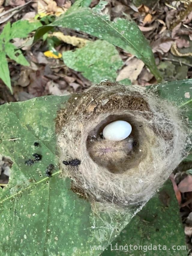 白颈雅各宾蜂鸟幼鸟：以毛毛虫之态抵御天敌
