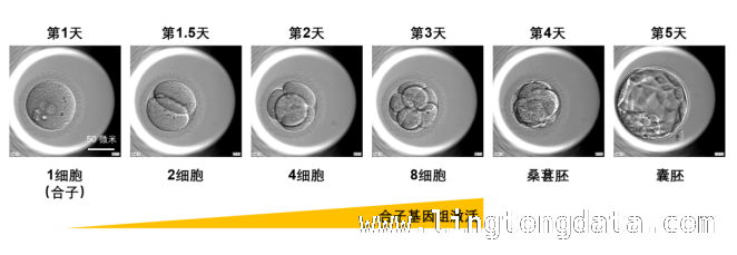 中国科研团队从蛋白质层面解读胚胎早期发育传奇 蛋白质组学技术：解锁早期胚胎发育奥秘