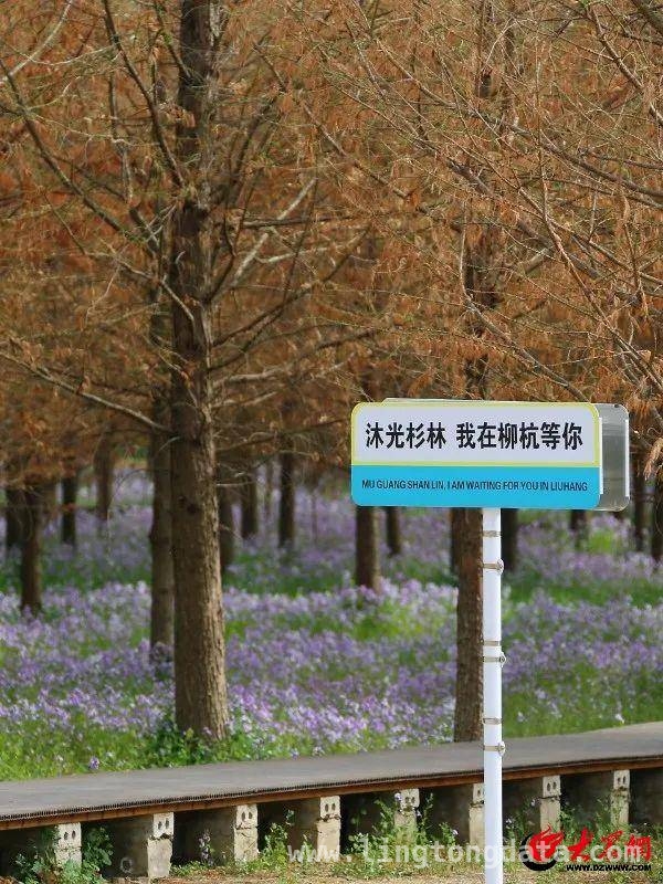 二月兰织就紫色梦幻，临沂第二届文化节邀您共赴春日盛宴，邂逅临沂二月兰文化节，感受自然与人文的浪漫交融
