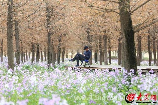 二月兰织就紫色梦幻，临沂第二届文化节邀您共赴春日盛宴，邂逅临沂二月兰文化节，感受自然与人文的浪漫交融
