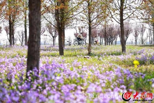 二月兰织就紫色梦幻，临沂第二届文化节邀您共赴春日盛宴，邂逅临沂二月兰文化节，感受自然与人文的浪漫交融