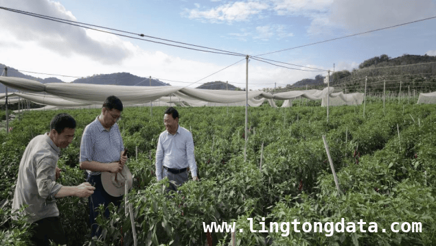 泰金种业创新育种，助力宁夏冷凉蔬菜产业提质增效