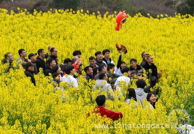 重庆酉阳第二届梯田花海节启幕，乡村振兴新画卷展开