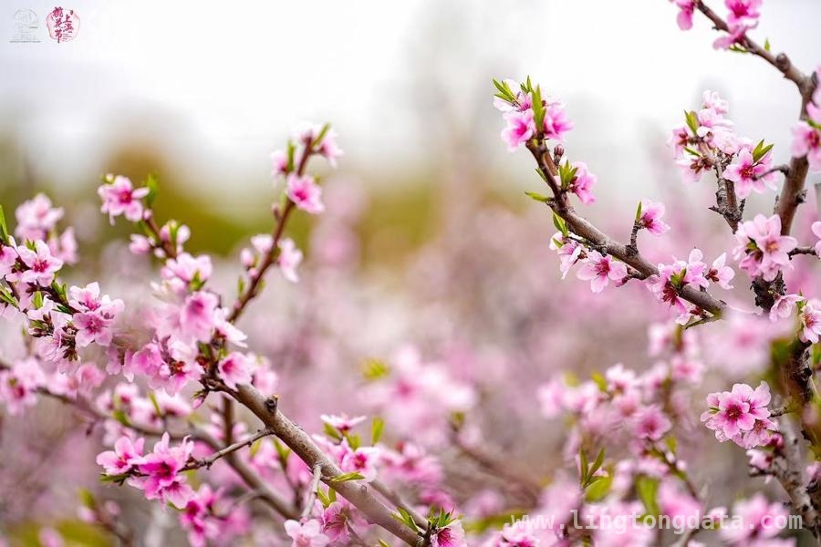 2025上海桃花节大团镇会场：产业升级与乡村振兴的新征程 上海桃花节大团镇会场：文旅与产业共舞，乡村振兴正当时