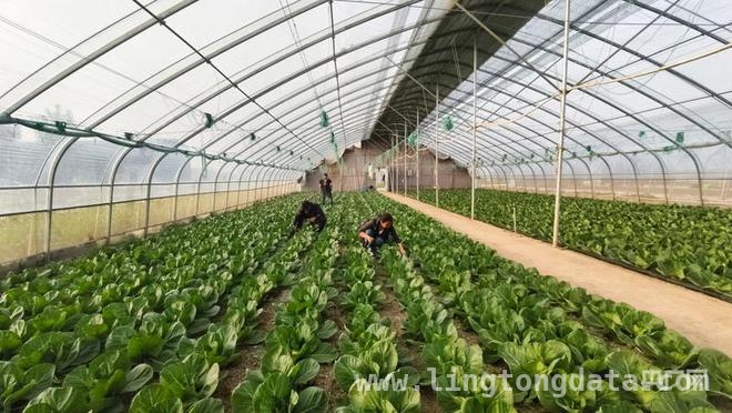 河南乡村：道路畅通开启蔬菜与花卉的致富密码 “四好农村路”助力新乡乡村从困境迈向振兴