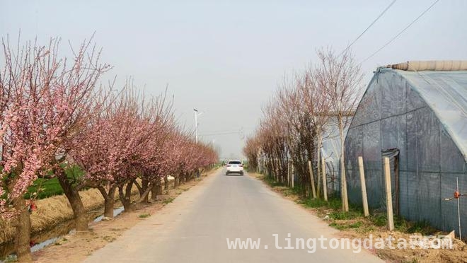 河南乡村：道路畅通开启蔬菜与花卉的致富密码 “四好农村路”助力新乡乡村从困境迈向振兴