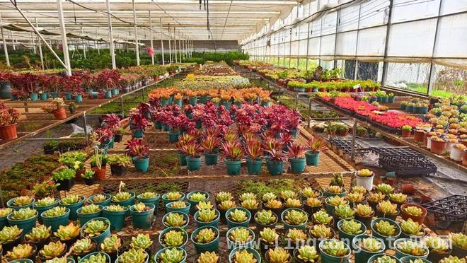 河南乡村：道路畅通开启蔬菜与花卉的致富密码 “四好农村路”助力新乡乡村从困境迈向振兴