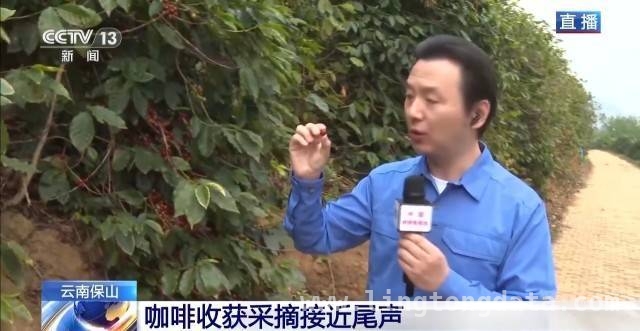 探秘云南咖啡产业：从采摘到学院的精彩之旅