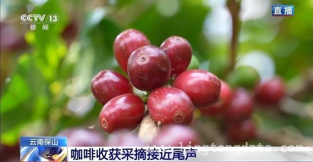 探秘云南咖啡产业：从采摘到学院的精彩之旅