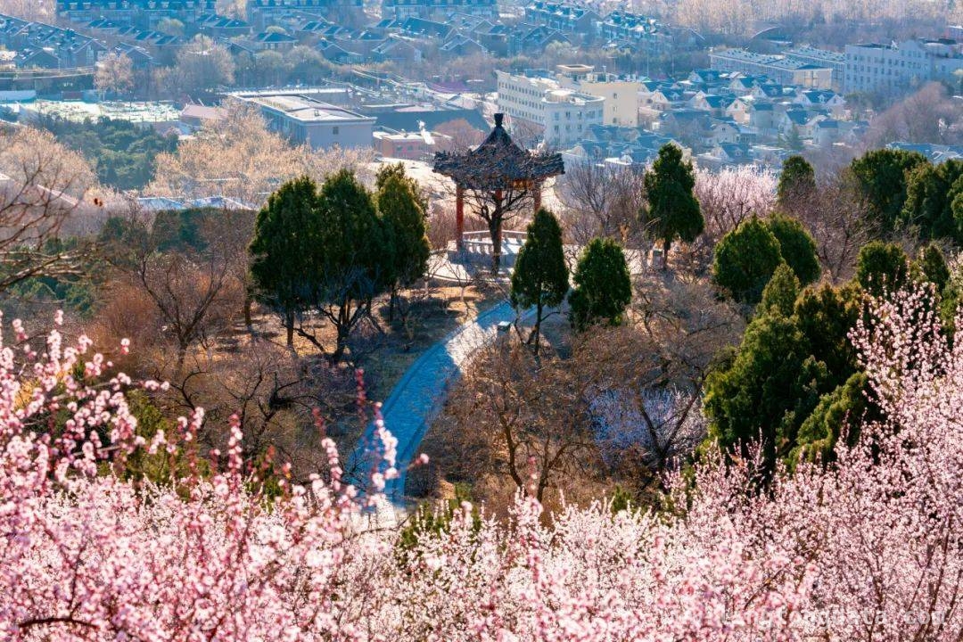 踏春西山，在花海与森林中释放身心