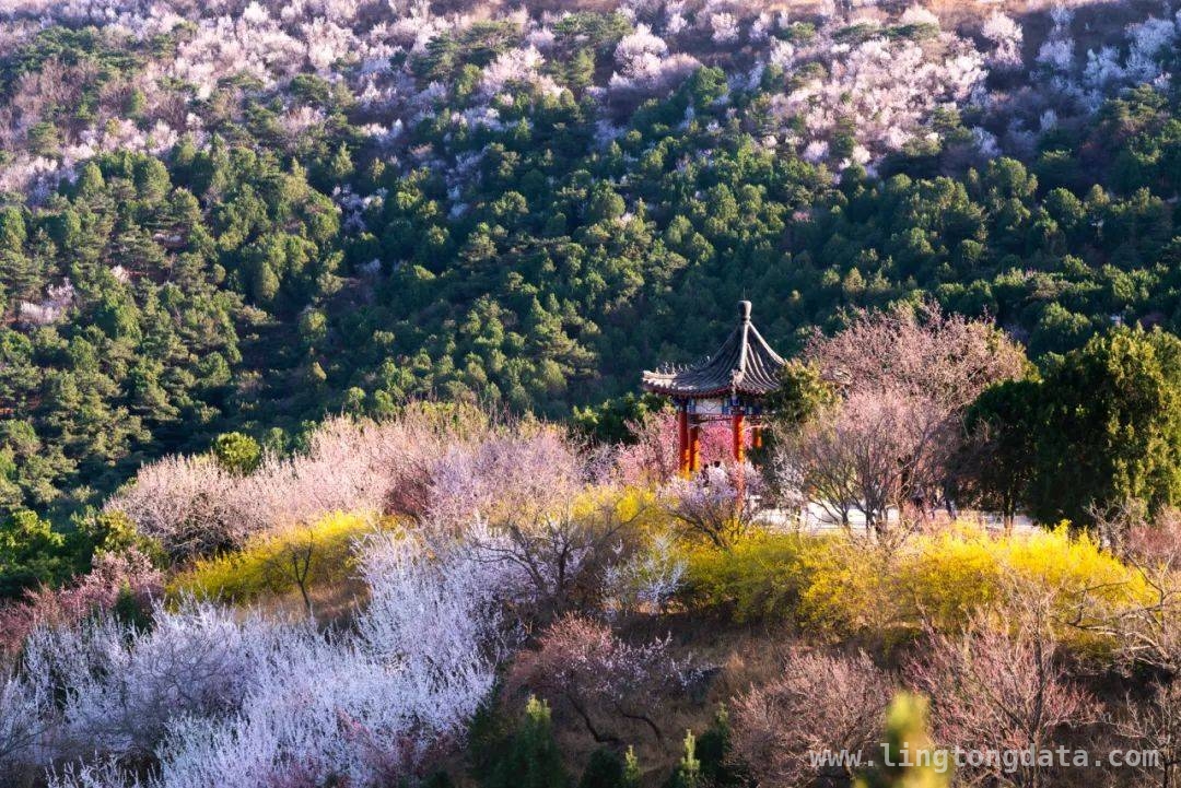 踏春西山，在花海与森林中释放身心