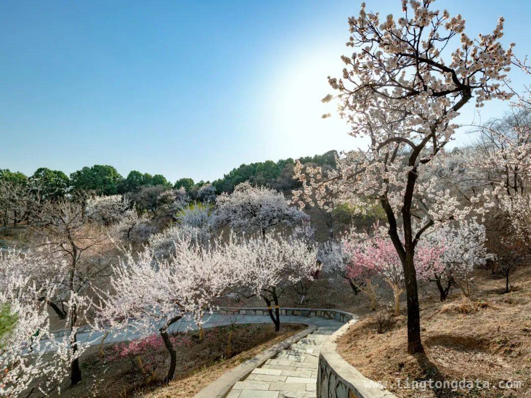 踏春西山，在花海与森林中释放身心