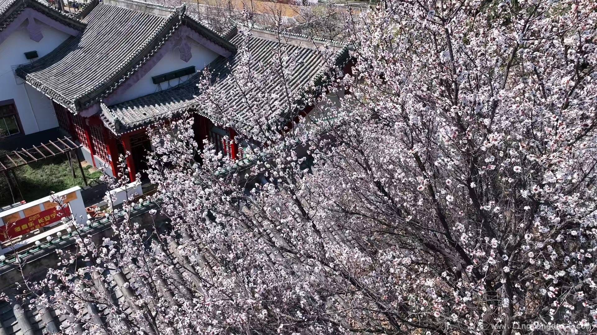 在春天里，与美好不期而遇，春景如画，开启平淡生活的芬芳之旅
