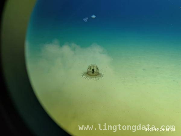 探秘马里亚纳海沟：“溟渊计划”4篇文章登〈细胞〉 “溟渊计划”：深渊新物种揭示生命演化奥秘