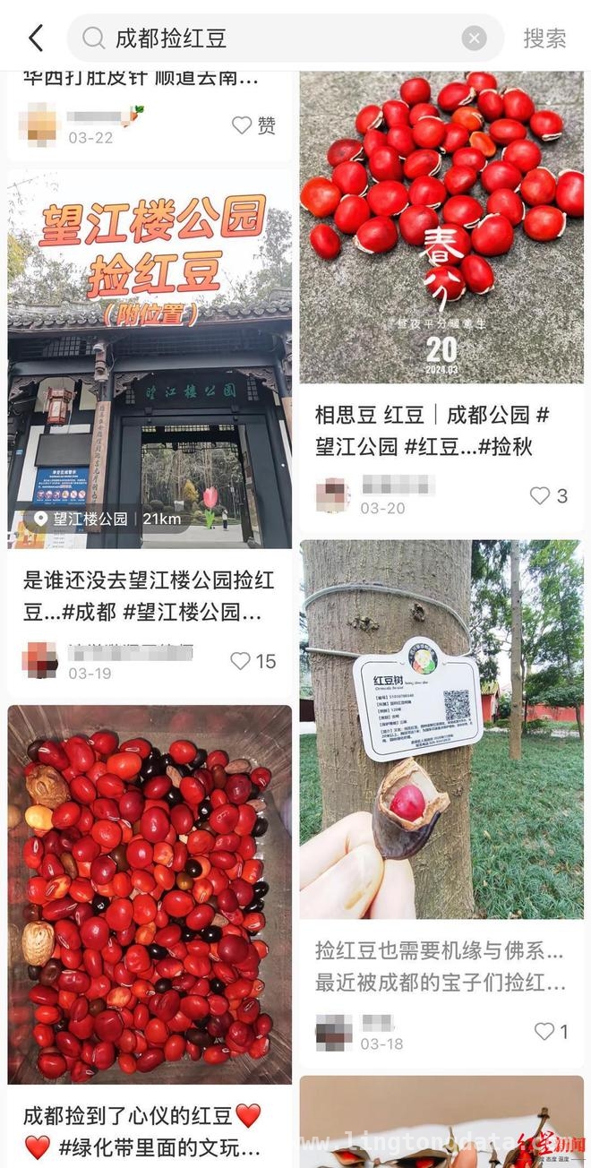 当心！成都捡红豆热潮下藏着剧毒危机，成都“捡红豆”热潮背后：美丽与危险并存