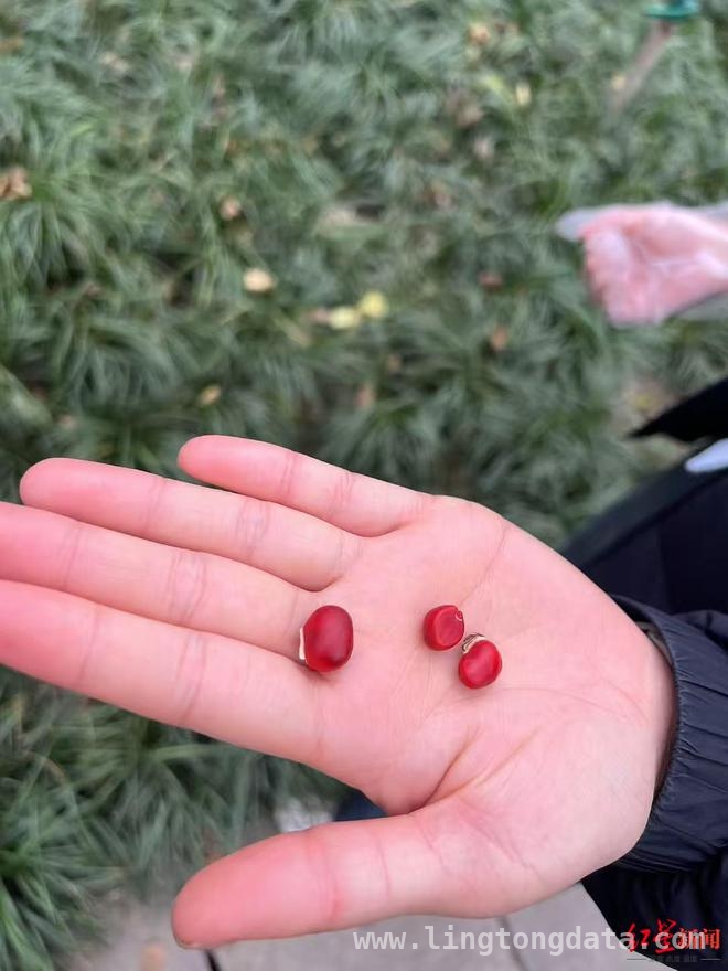当心！成都捡红豆热潮下藏着剧毒危机，成都“捡红豆”热潮背后：美丽与危险并存