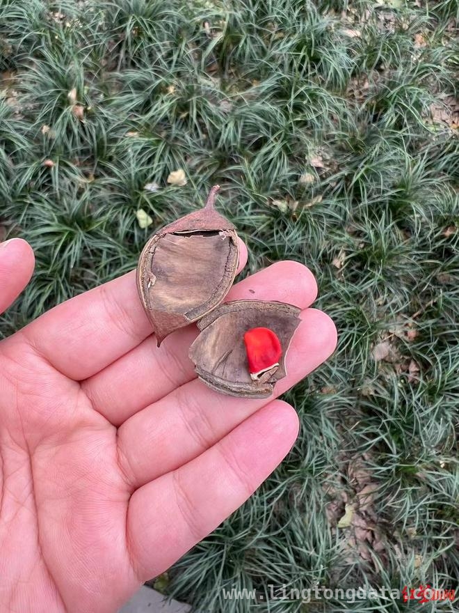 当心！成都捡红豆热潮下藏着剧毒危机，成都“捡红豆”热潮背后：美丽与危险并存