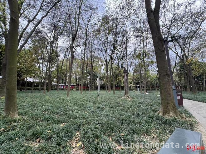 当心！成都捡红豆热潮下藏着剧毒危机，成都“捡红豆”热潮背后：美丽与危险并存
