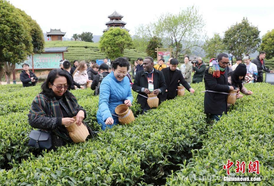 广西三江：多国使节品茶香、论茶道，领略侗乡魅力