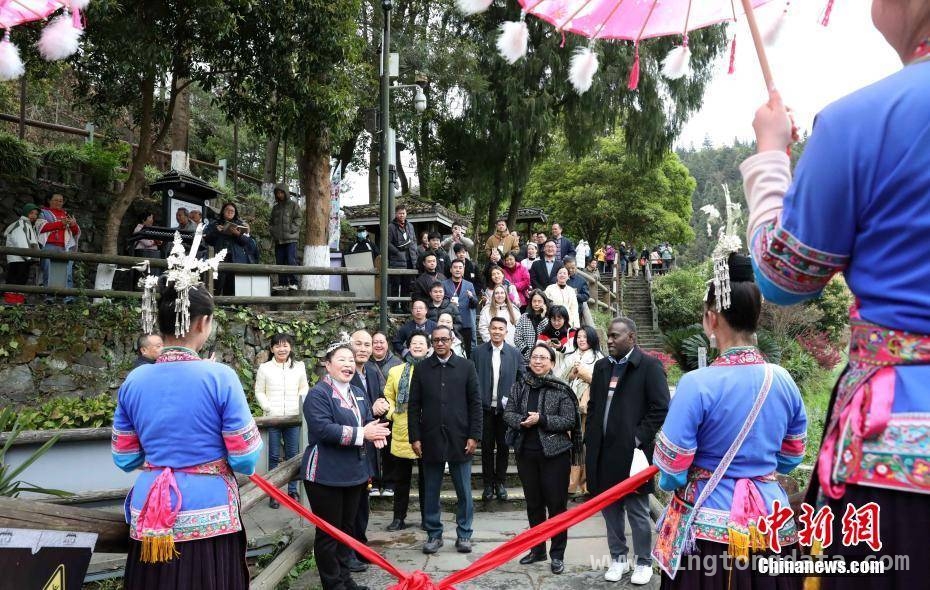 广西三江：多国使节品茶香、论茶道，领略侗乡魅力