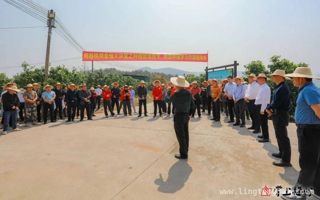 桃尧金柚大讲堂开讲，为产业发展注入新活力，梅县桃尧金柚培训活动，推动产业高质量前行