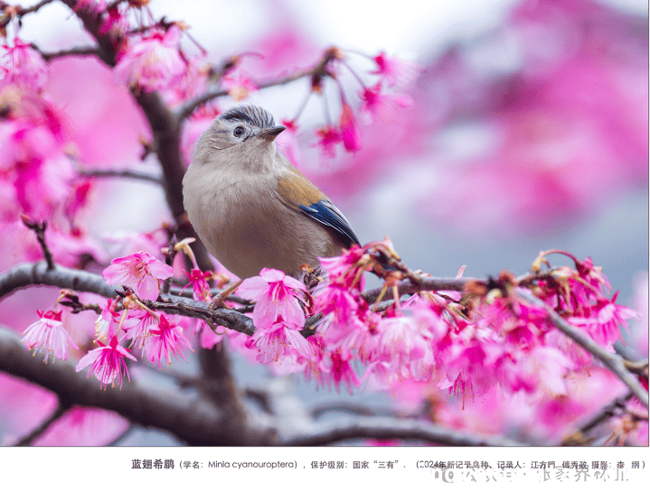 张家界“爱鸟周”：镜头聚焦鸟类生存之美