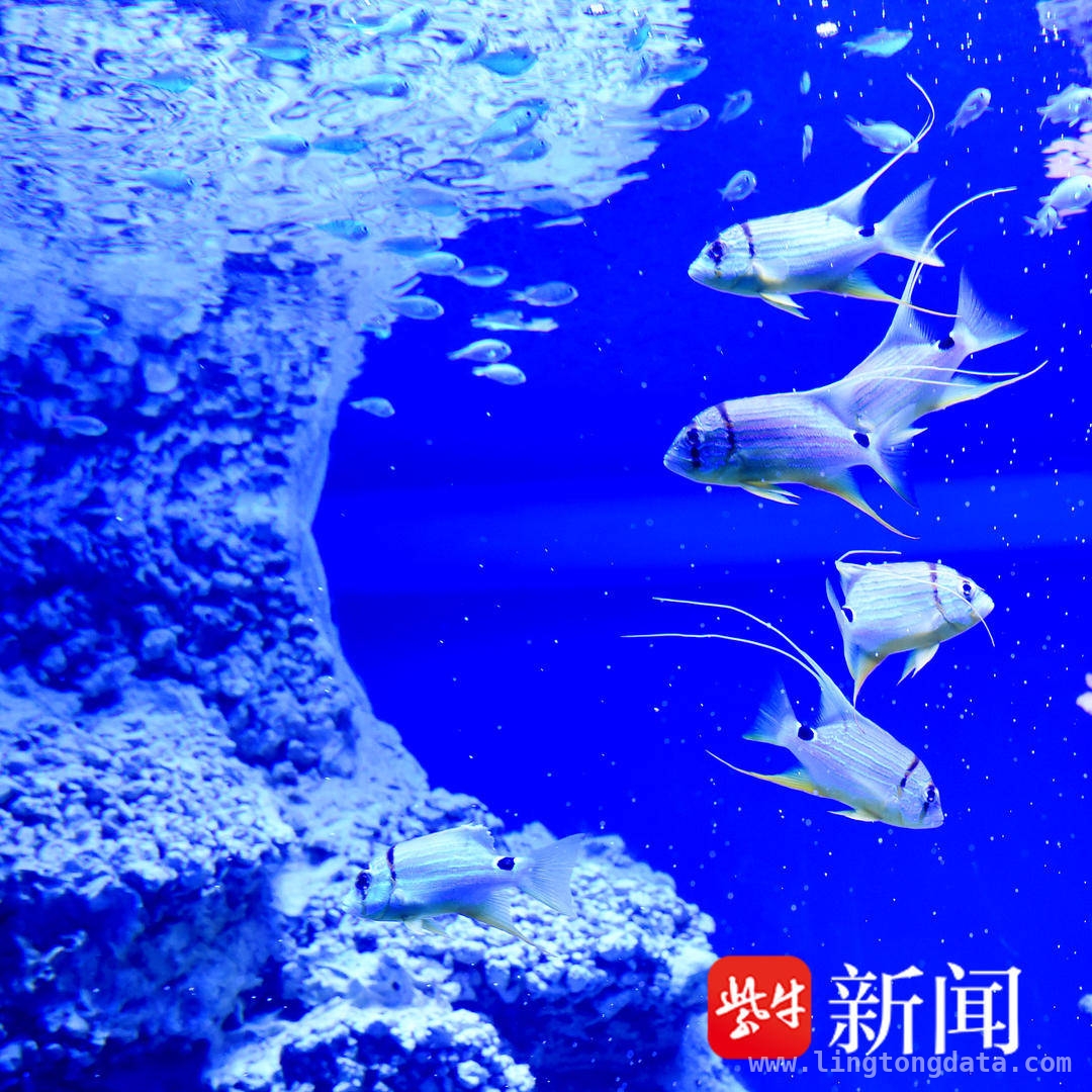 南京海底“珊瑚世界”亮相，带你领略珊瑚的魅力，绚丽珊瑚，点亮南京海底世界新展区