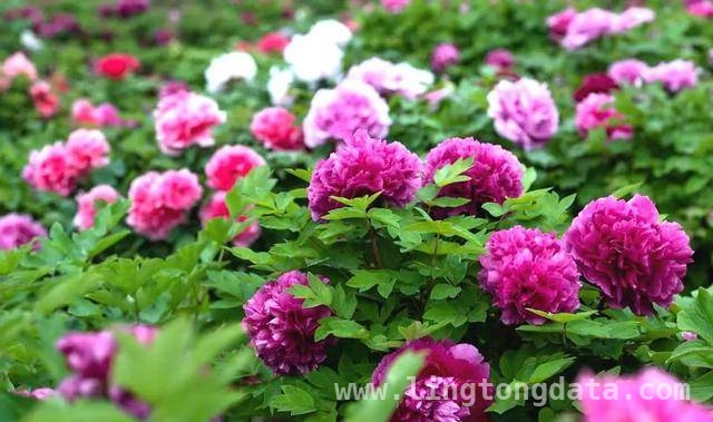 第41届彭州天彭牡丹花会：全城盛景，解锁多元文旅体验，彭州第41届牡丹花会：从赏花节庆到现象级文旅IP的华丽转身