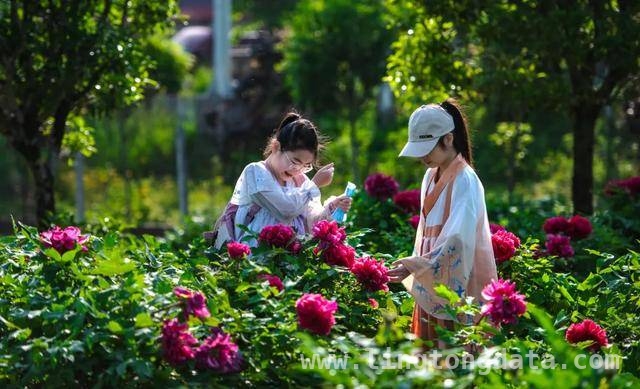 第41届彭州天彭牡丹花会：全城盛景，解锁多元文旅体验，彭州第41届牡丹花会：从赏花节庆到现象级文旅IP的华丽转身