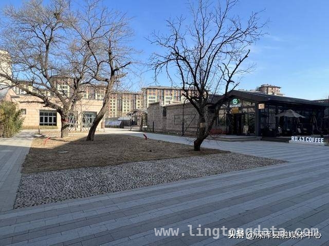 雄安“雄才会客厅”：让人才邂逅诗意与梦想，“乡愁树”下的雄安：“雄才会客厅”开启人才新征程