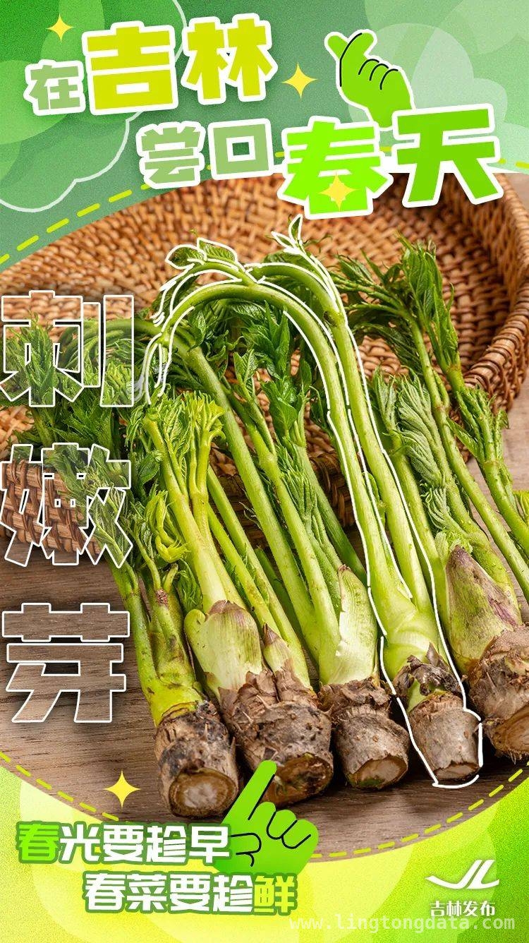 舌尖上的吉林之春：山野鲜菜的诱惑，吉林春天味道，山野菜的独特魅力