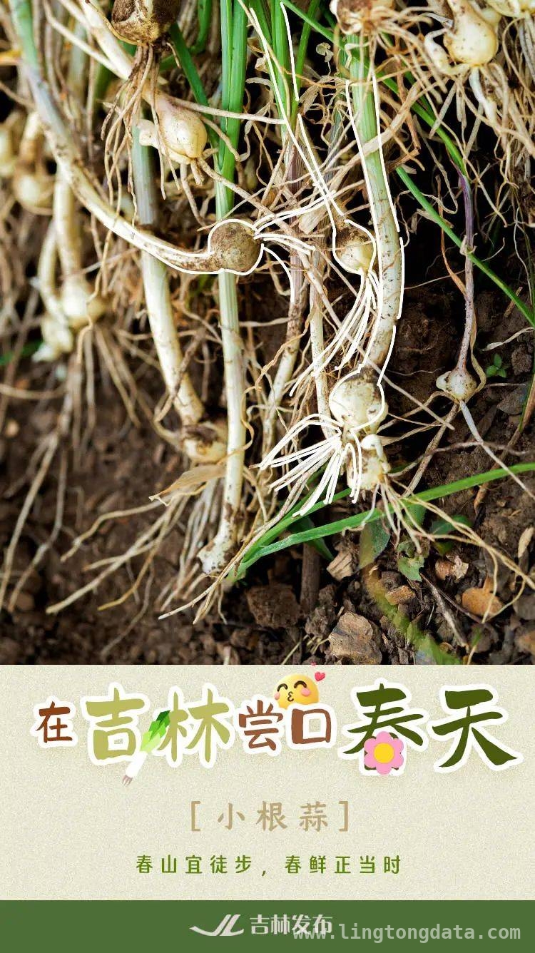 舌尖上的吉林之春：山野鲜菜的诱惑，吉林春天味道，山野菜的独特魅力