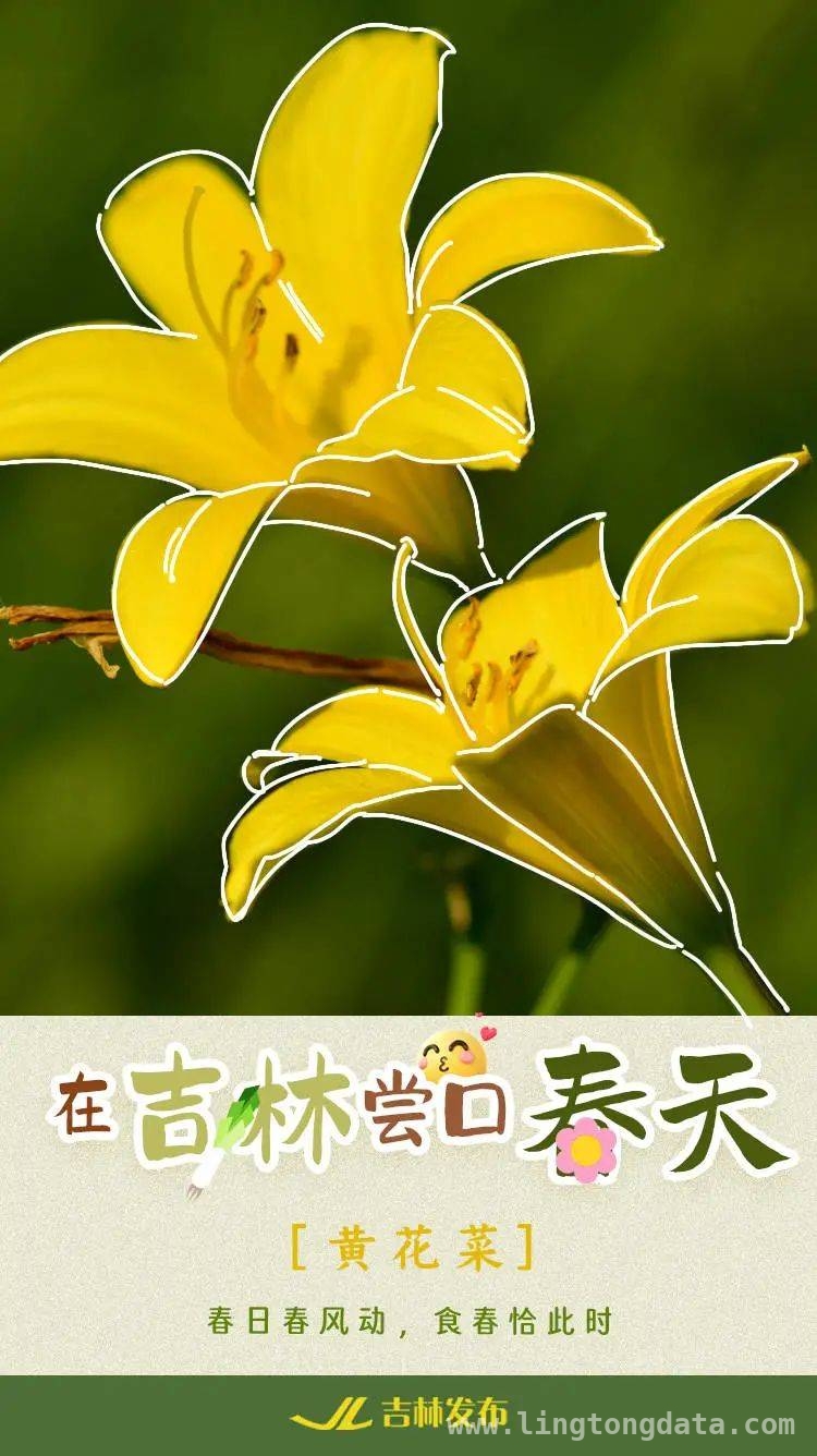 舌尖上的吉林之春：山野鲜菜的诱惑，吉林春天味道，山野菜的独特魅力