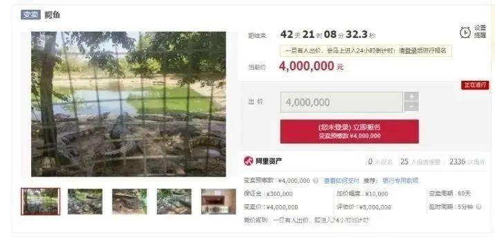司法拍卖新花样：活鳄鱼、雪碧汽水齐上阵！ 惊！司法拍卖现活鳄鱼，还有这些稀罕物！