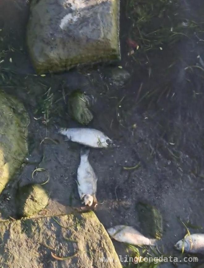 洱海部分湖湾现死鱼，管理局揭秘背后原因