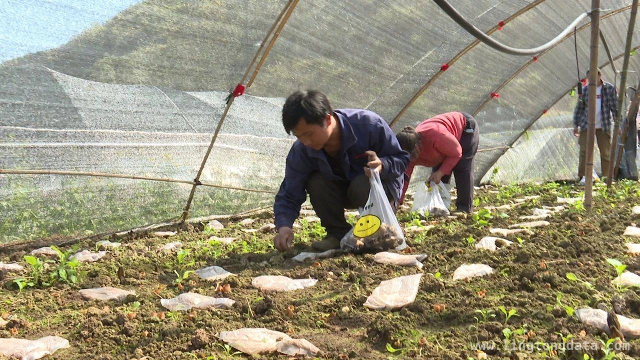 普定陈堡村羊肚菌：乡村振兴的“金色密码”，陈堡村羊肚菌产业：从田间到市场的“致富接力”